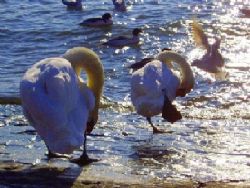 Cygnes et mouettes au Lac Léman - Suisse by Philippe Brunner 